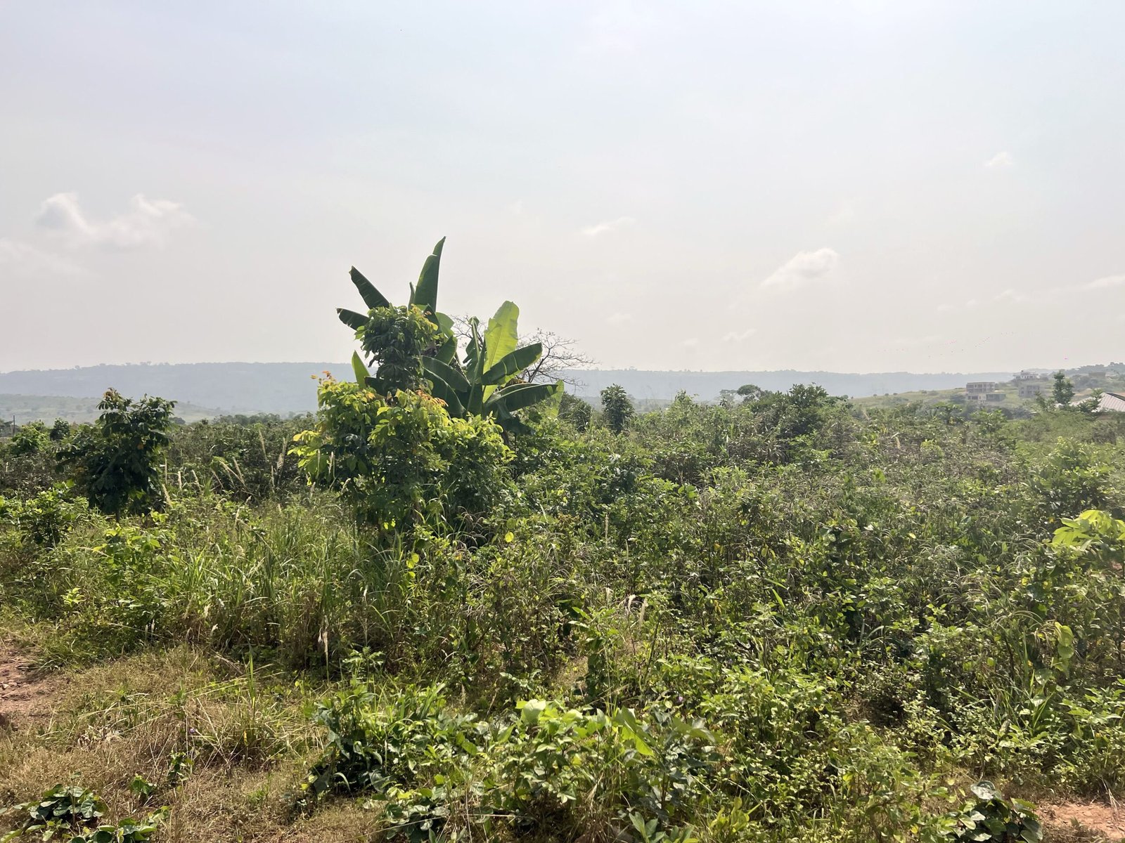 1 Acre Of Serviced Land In Aburi Amanfrom
