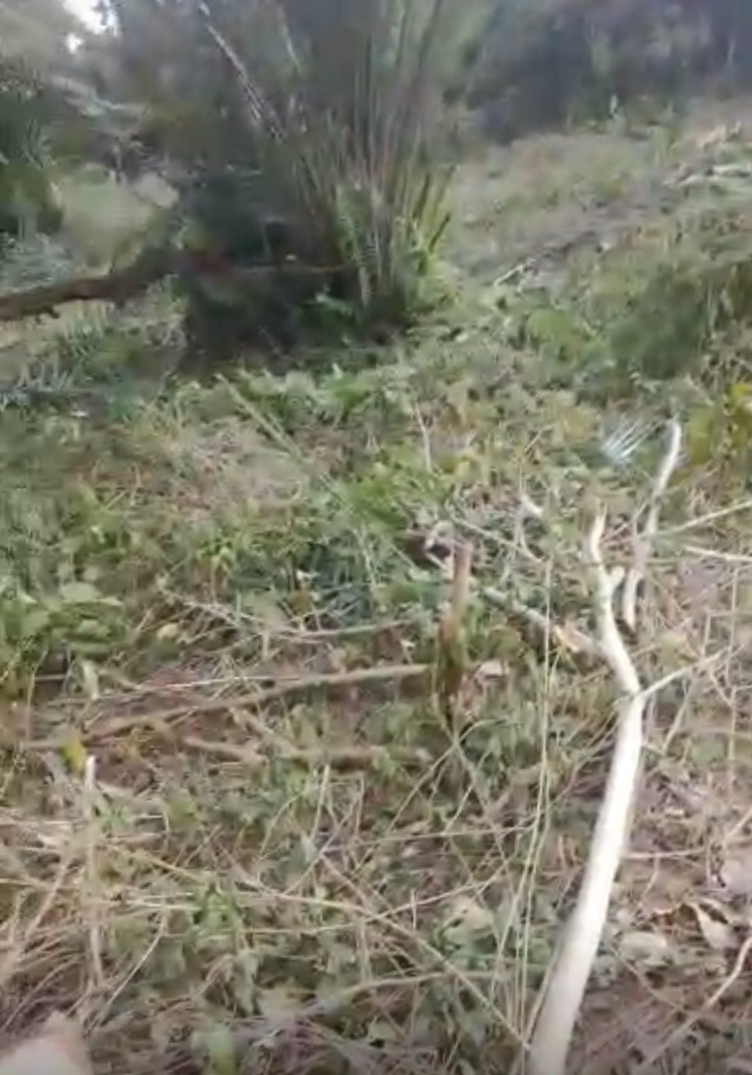 Gomoa Gyaman Land for Sale – Prime Farmland in Central Region, Ghana