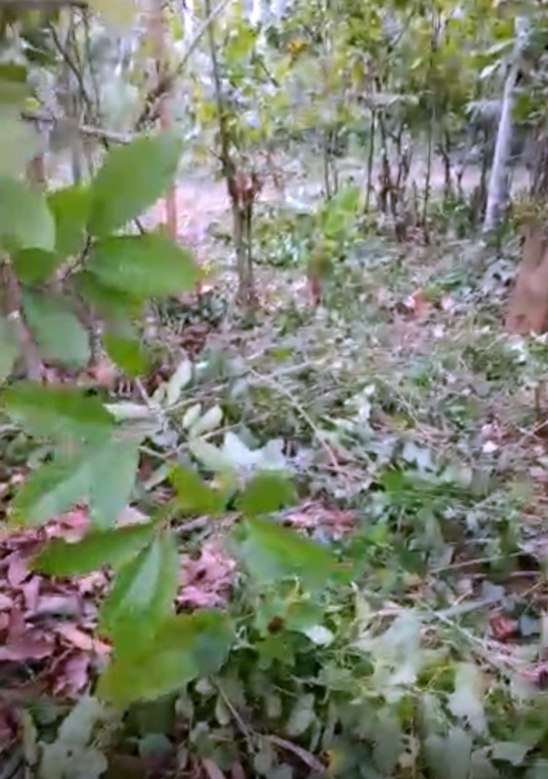 Gomoa Gyaman Land for Sale – Prime Farmland in Central Region, Ghana