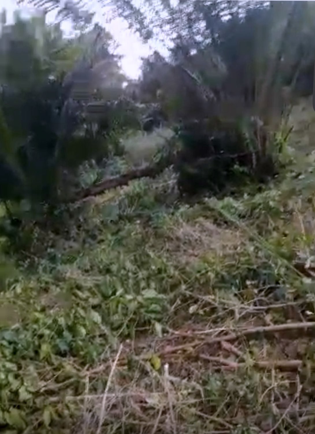 Gomoa Gyaman Land for Sale – Prime Farmland in Central Region, Ghana