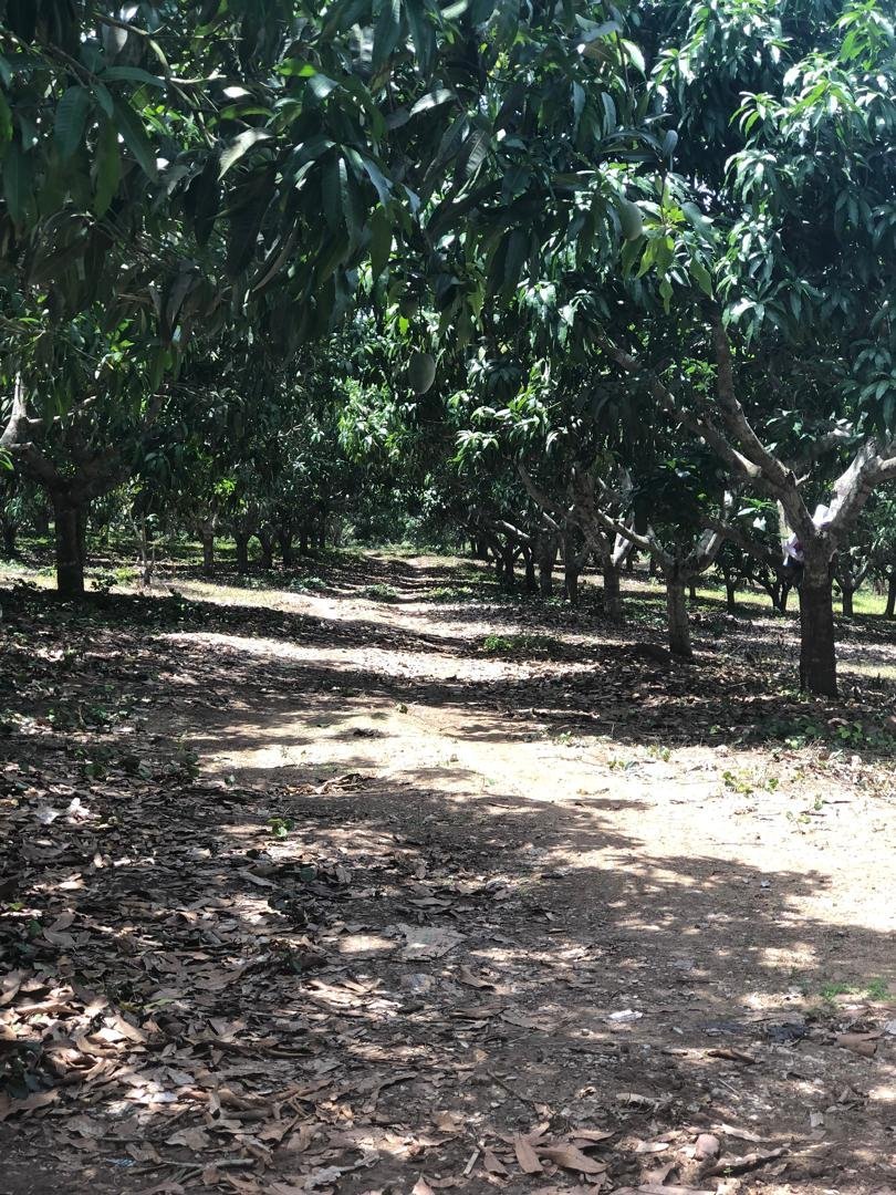 Previously Cultivated Farmland for Sale In Gomoa Adzintam GLOBALG.A.P Certified, Fully Serviced & Income-Ready