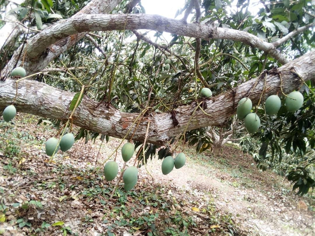 Previously Cultivated Farmland for Sale In Gomoa Adzintam GLOBALG.A.P Certified, Fully Serviced & Income-Ready