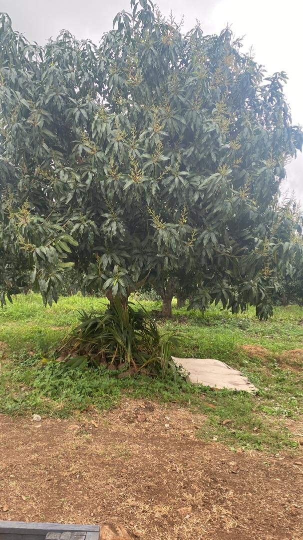 Previously Cultivated Farmland for Sale In Gomoa Adzintam GLOBALG.A.P Certified, Fully Serviced & Income-Ready