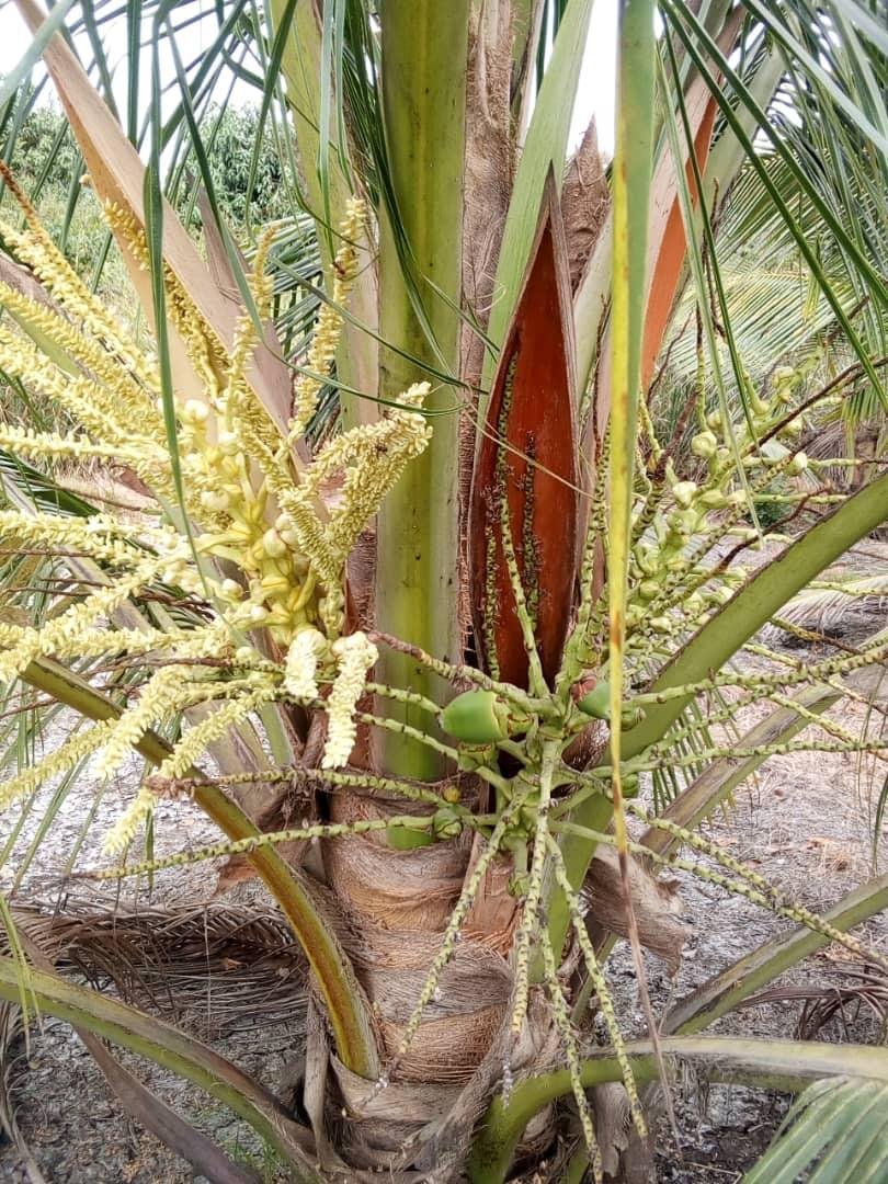 Previously Cultivated Farmland for Sale In Gomoa Adzintam GLOBALG.A.P Certified, Fully Serviced & Income-Ready