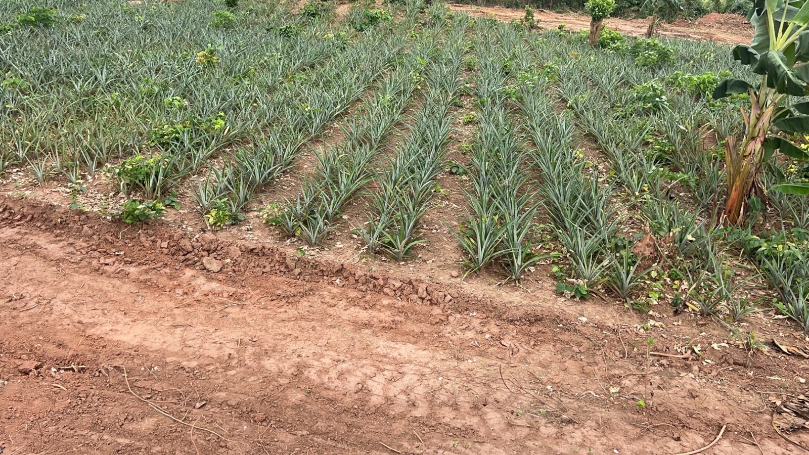 Scenic Half Acre Plot in Aburi
