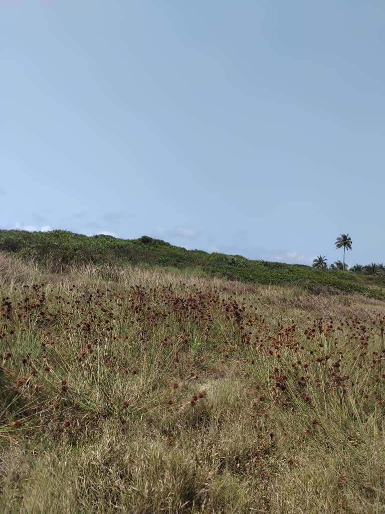 4-Plot Beachfront Land for Sale in Ankwaanda, Elmina